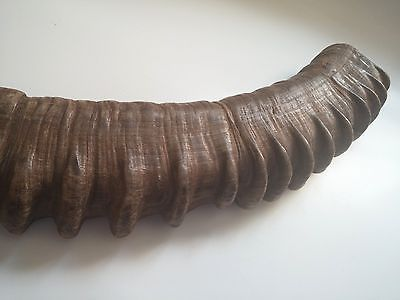Reference image of ibex horn