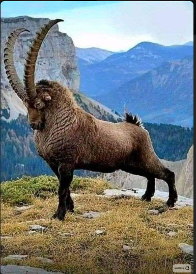 Reference image of an ibex